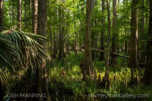 Josh Manring Photographer Decor Wall Art -  Florida Everglades -29.jpg